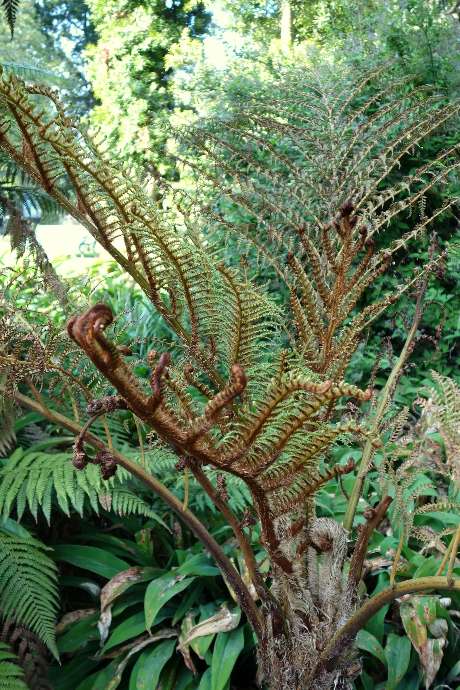 Australian Tree Fern (Cyathea cooperi) — the Australian Tree Fern offers an exotic touch with its feathery fronds and tree-like appearance; its root system is