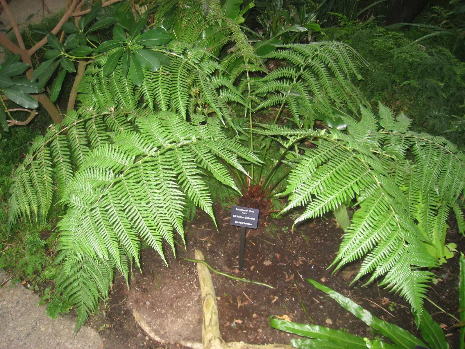 Australian Tree Fern (Cyathea cooperi) — Australian Tree Fern requires consistently moist, well-drained soil that is rich in organic matter; if planted in