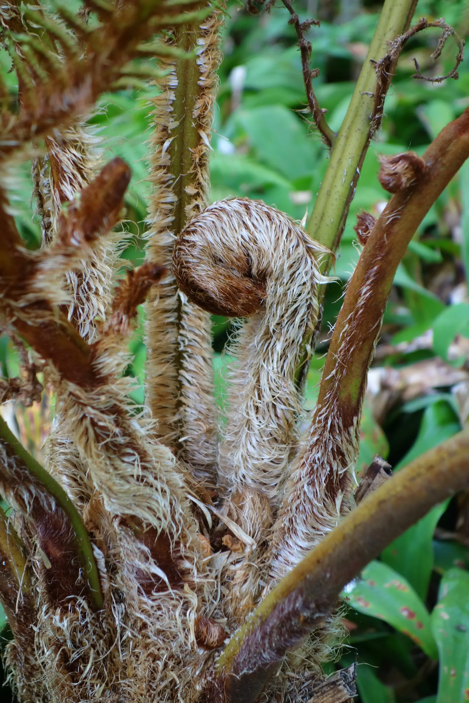 Australian Tree Fern (Cyathea cooperi) — If planted in regions prone to frost; its fronds unfurl gracefully to lengths of 6 to 10 feet