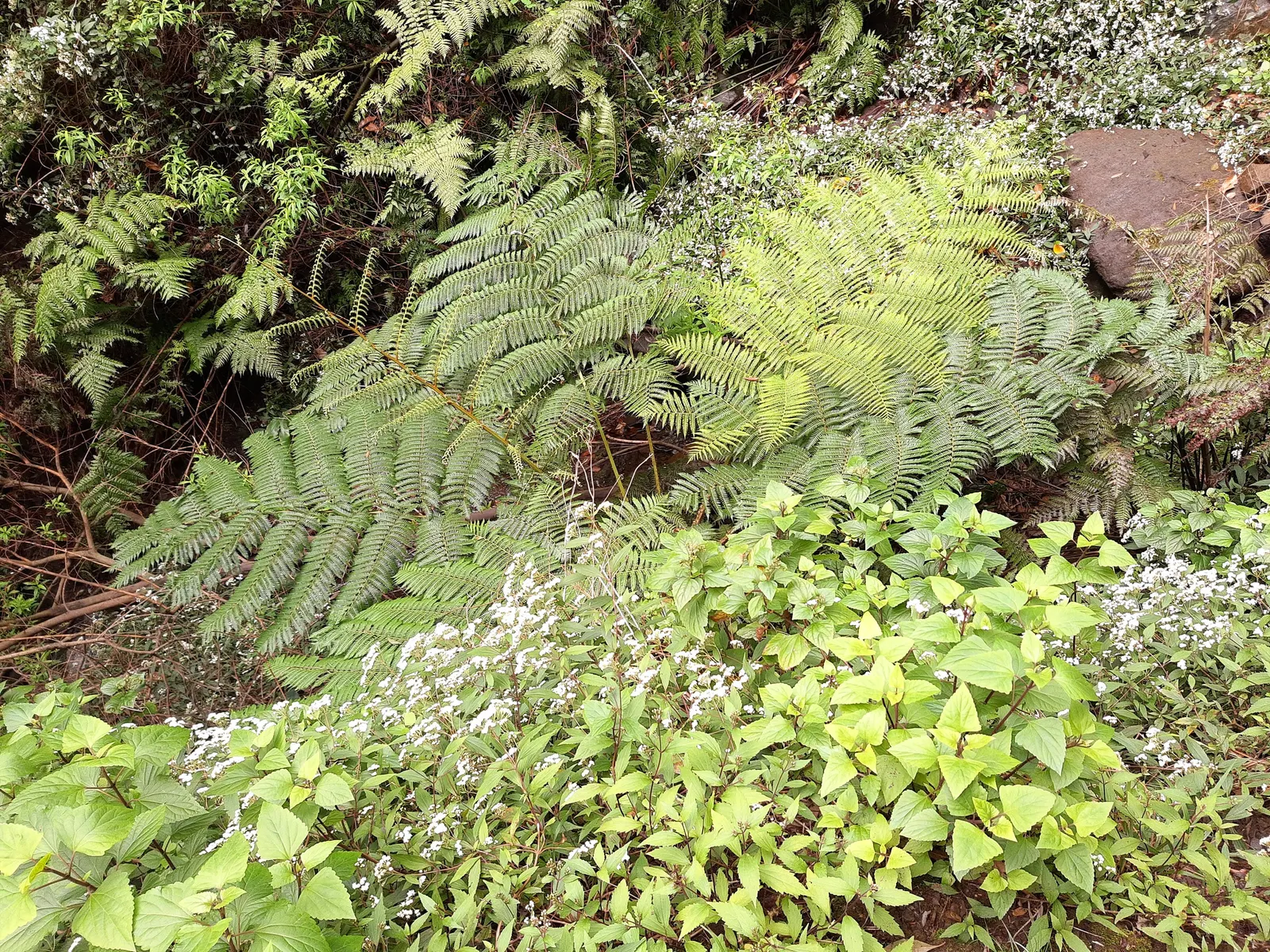 Australian Tree Fern (Cyathea cooperi) — Its root system is relatively shallow; is an elegant species featuring lush green fronds that can reach 10-15 feet in