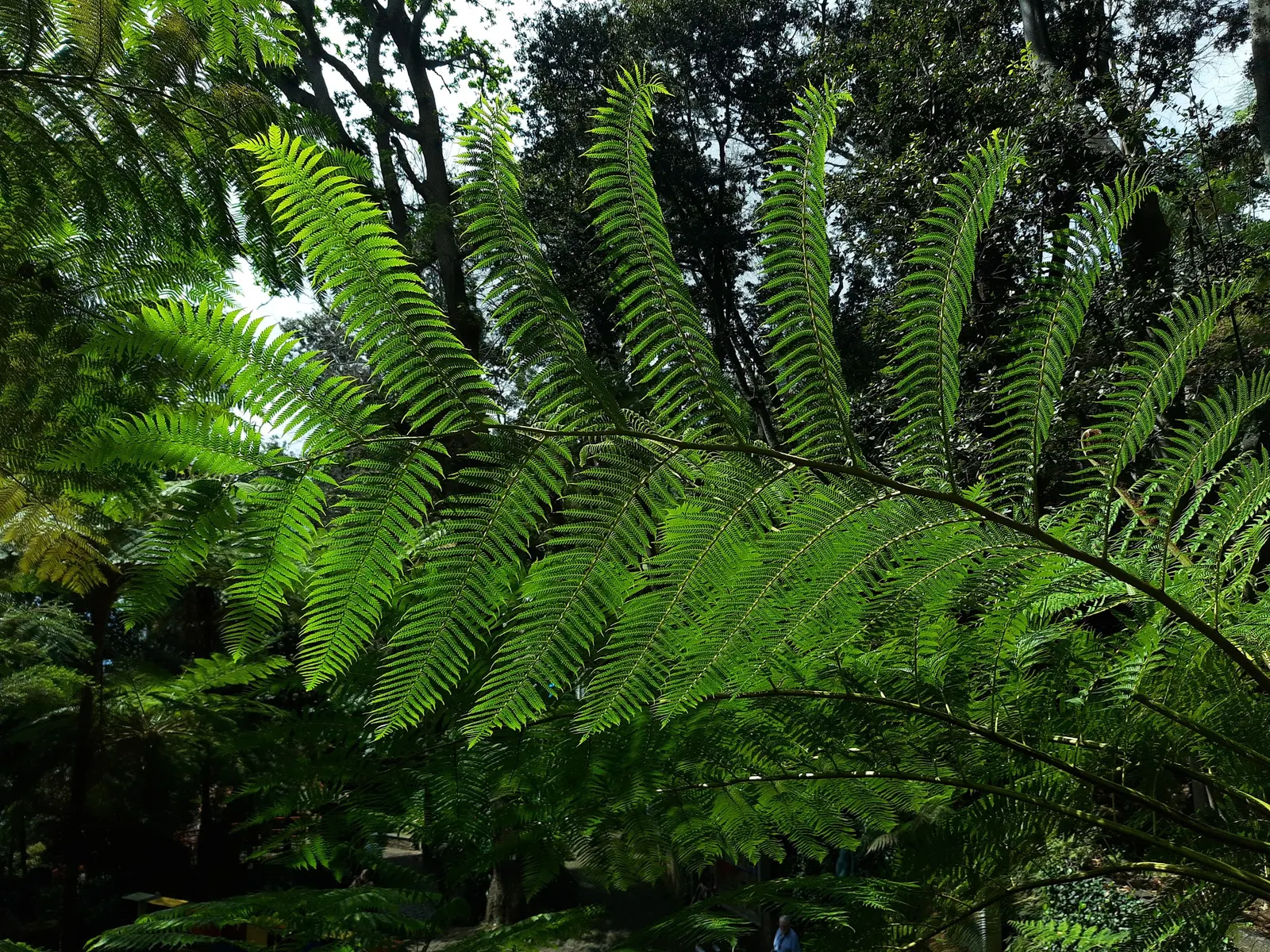 Australian Tree Fern (Cyathea cooperi) — while resistant to brief chills; the Australian Tree Fern offers an exotic touch with its feathery fronds and