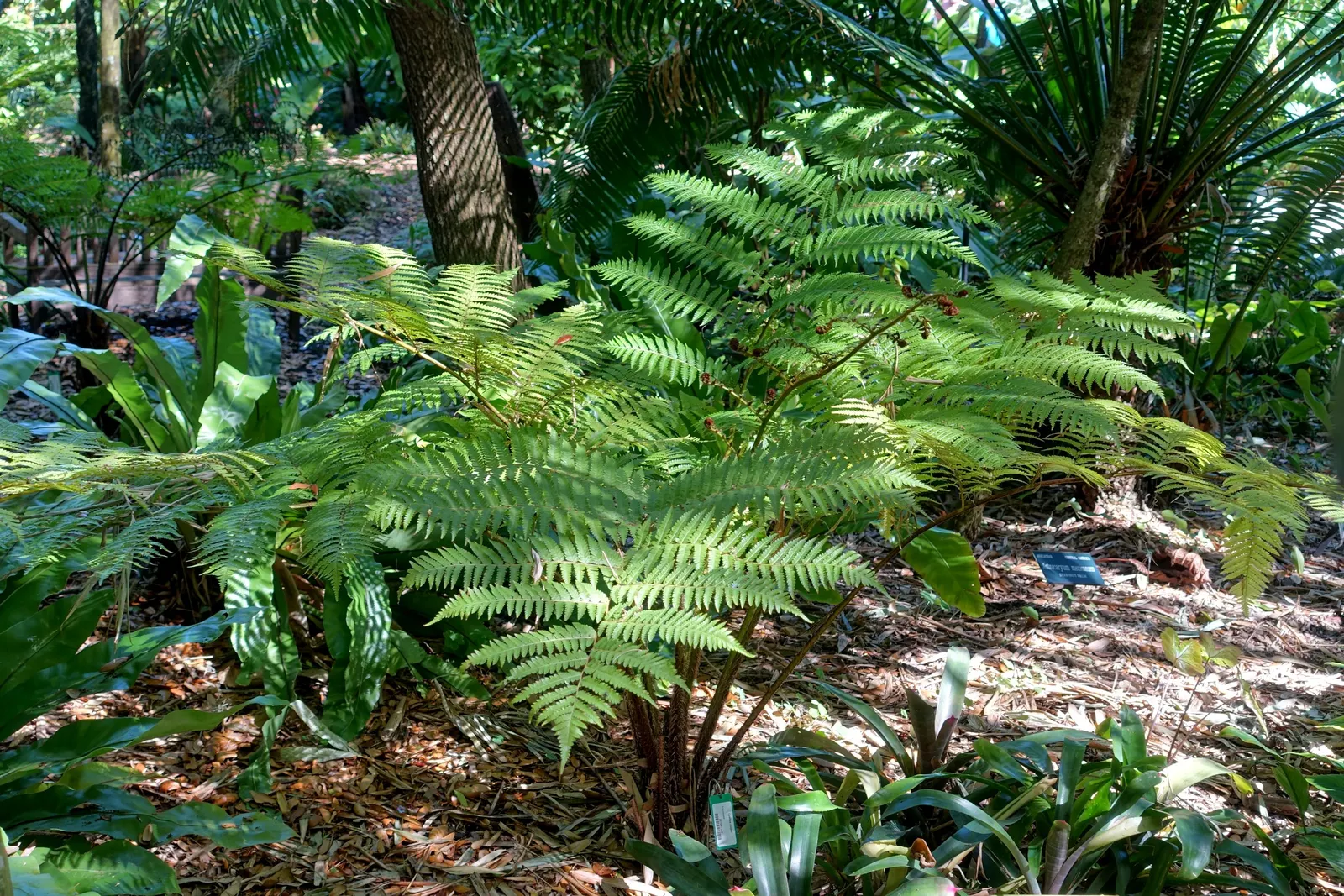 Australian Tree Fern (Cyathea cooperi) — with a spread of 12-15 feet, image 113