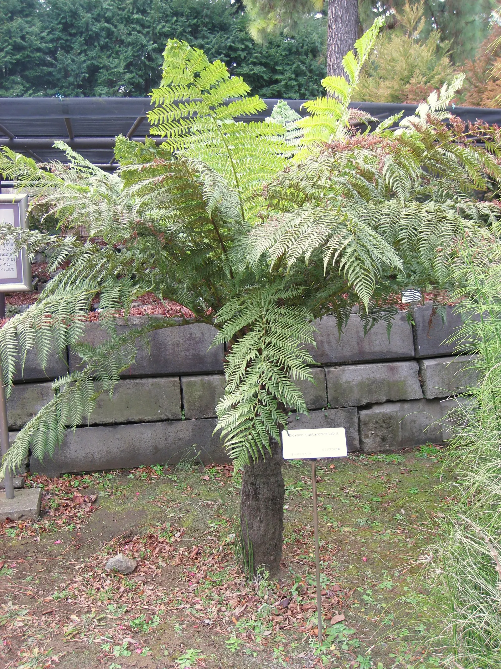 Australian Tree Fern (Cyathea cooperi) — this fern ultimately requires space to flourish and achieve its full; especially during dry spells