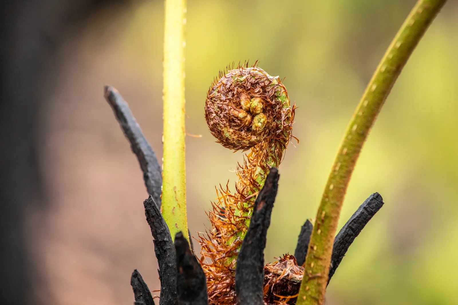 Australian Tree Fern (Cyathea cooperi) — Its root system is relatively shallow; is an elegant species featuring lush green fronds that can reach, image 97