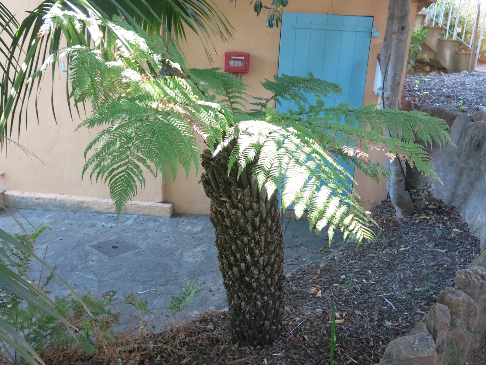 Australian Tree Fern (Cyathea cooperi) — especially during dry spells; this tree fern can reach a grand height of 15 to 30 feet with a spread of 10, image 71