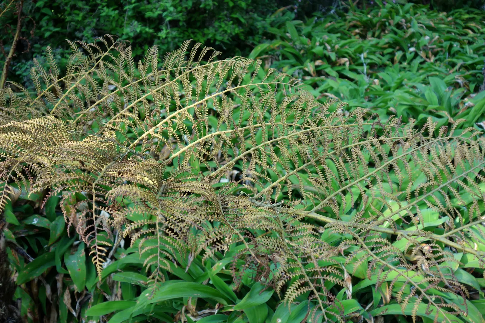 Australian Tree Fern (Cyathea cooperi) — It prefers a sheltered location with dappled sunlight to partial shade; is a magnificent and lush perennial plant that