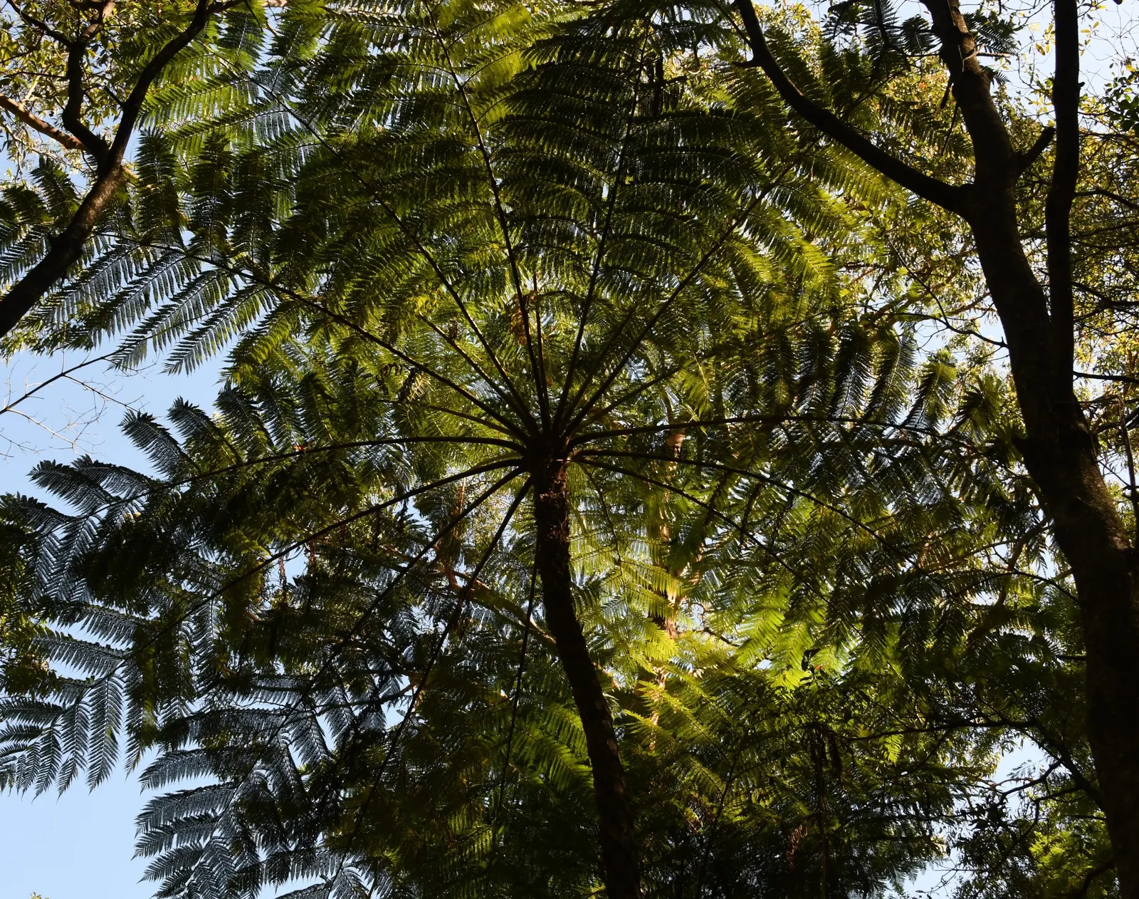 Australian Tree Fern (Cyathea cooperi) — A mature specimen can attain a height of about 15-20 feet; clients should be aware that although, image 112