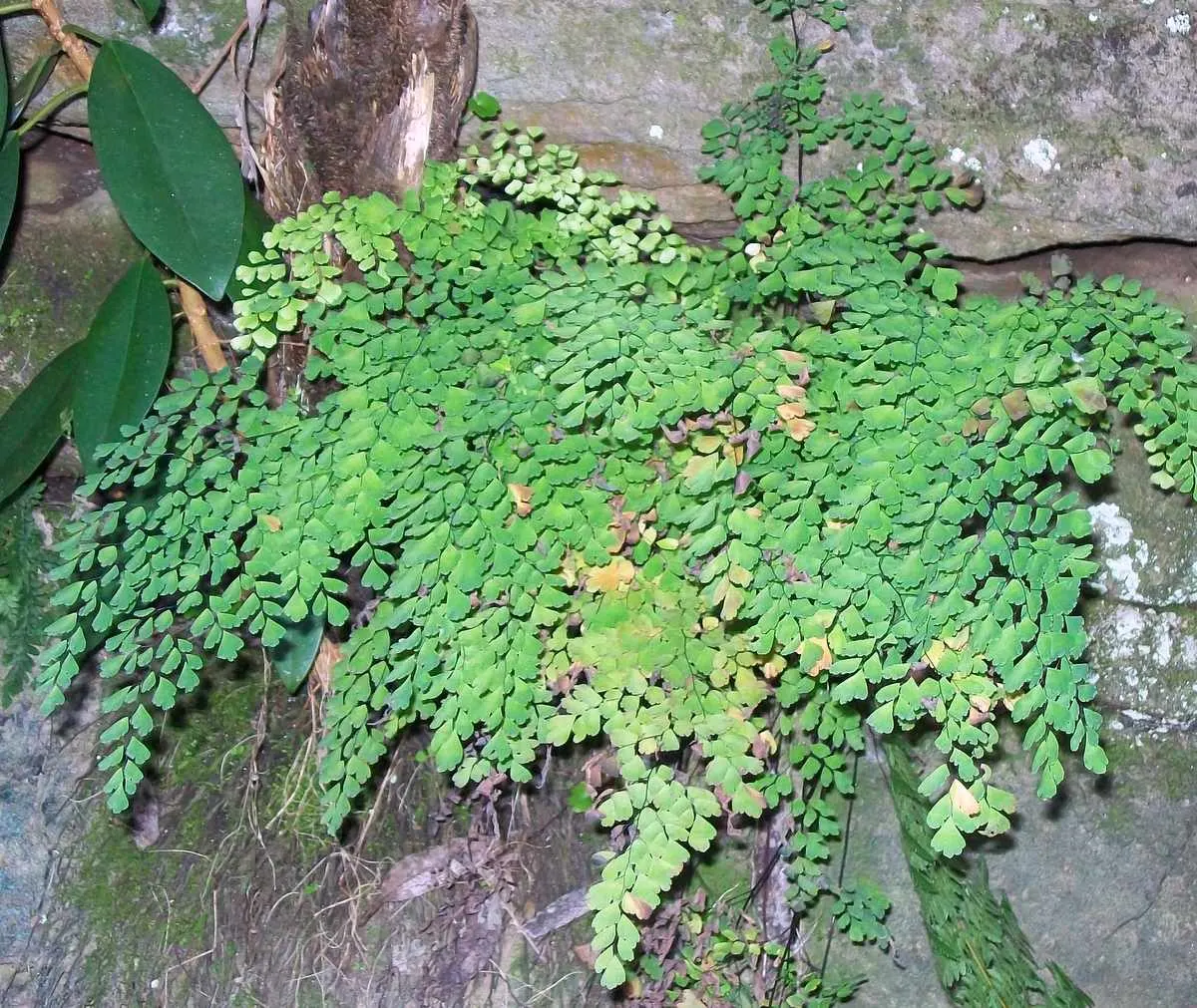 Australian Tree Fern (Cyathea cooperi) — Its fronds unfurl gracefully to lengths of 6 to 10 feet