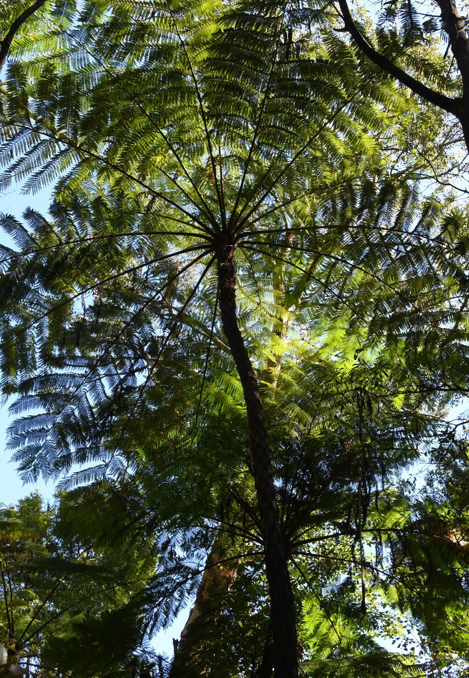 Australian Tree Fern (Cyathea cooperi) — mimicking its natural rainforest habitat, image 41