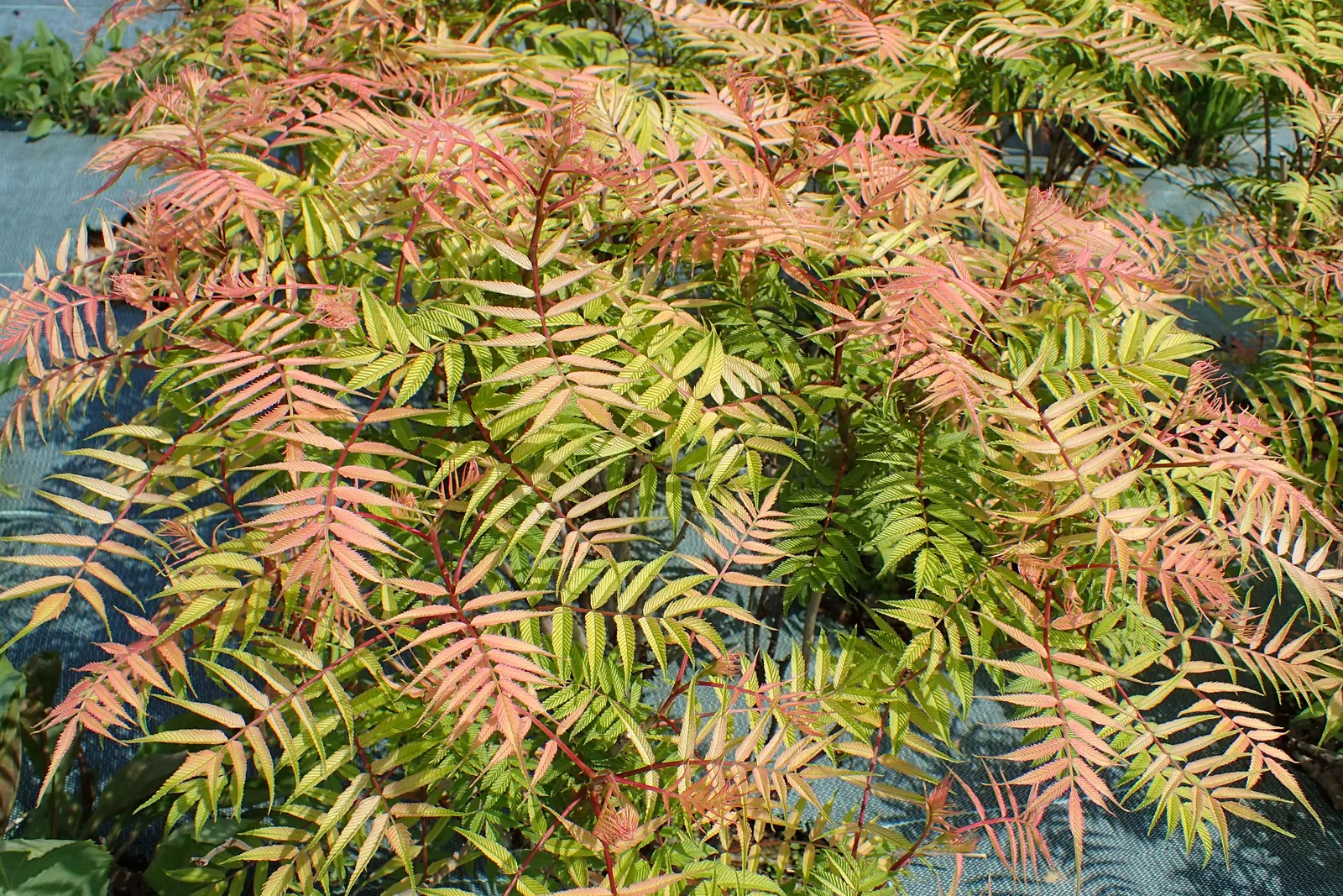 Sem False Spiraea (Sorbaria sorbifolia 'Sem') — Sem False Spiraea (Sorbaria sorbifolia 'Sem') is a compact, deciduous shrub reaching up to 4 ft tall and wide