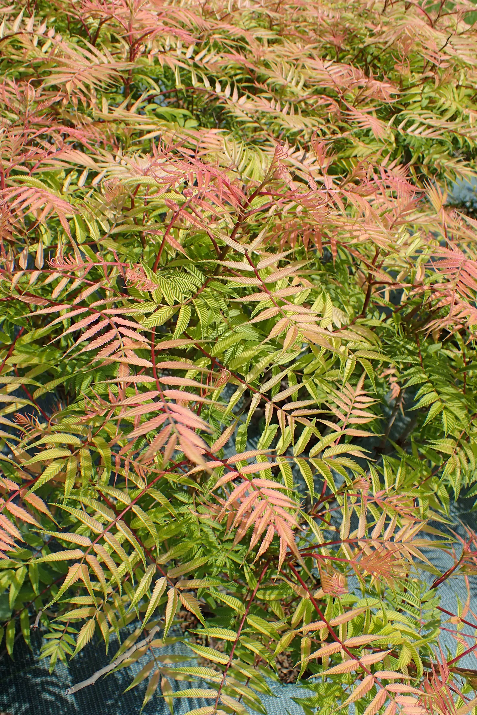 Sem False Spiraea (Sorbaria sorbifolia 'Sem') — fern-like foliage that emerges with vibrant shades of bronze-red
