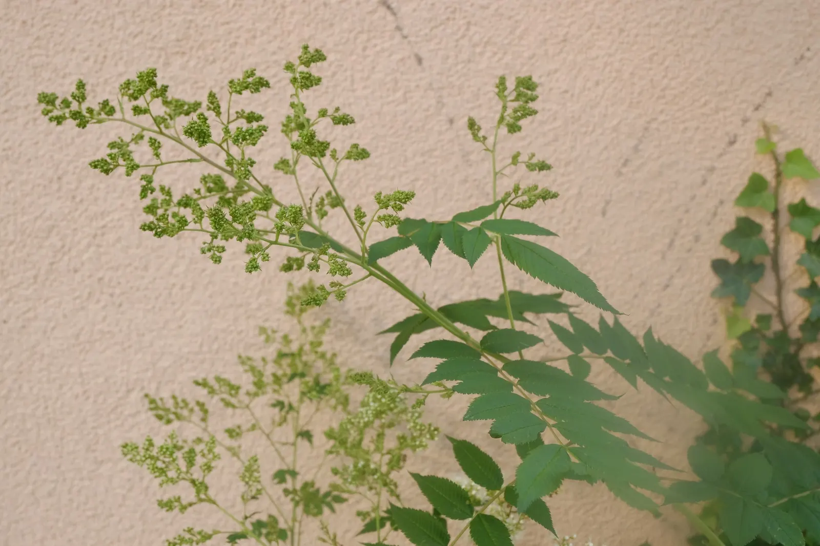 Sem False Spiraea (Sorbaria sorbifolia 'Sem') — It is also notably resilient to urban pollution