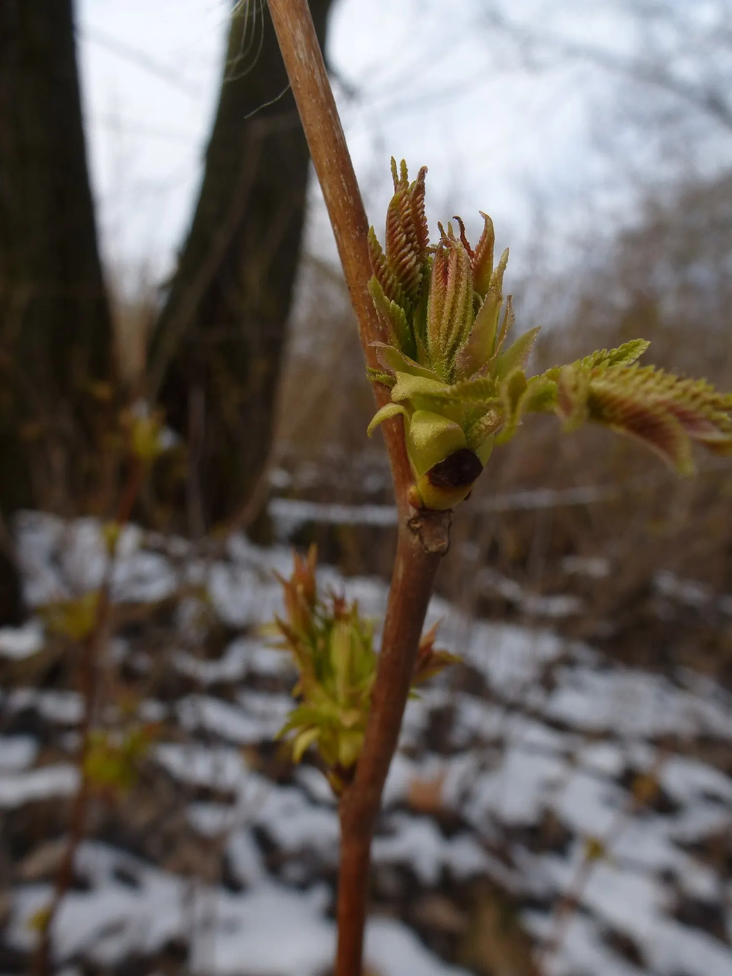 Sem False Spiraea (Sorbaria sorbifolia 'Sem') — optimal growth occurs in well-drained soil with consistent moisture