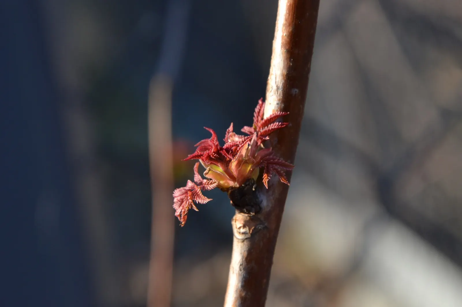 Sem False Spiraea (Sorbaria sorbifolia 'Sem') — this hardy plant culminates in showy