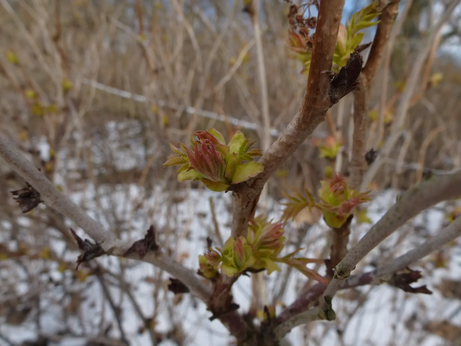Sem False Spiraea (Sorbaria sorbifolia 'Sem') — While it is adaptable to a range of soil types