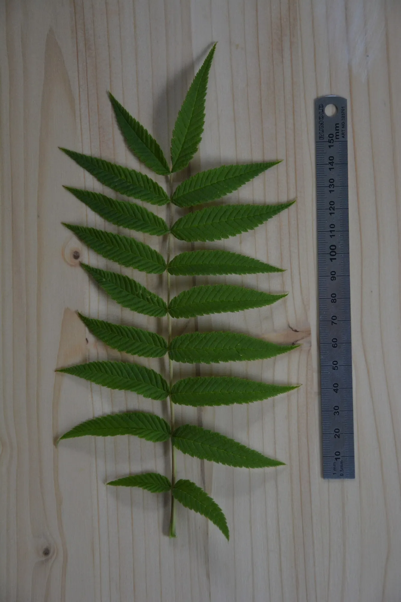 Sem False Spiraea (Sorbaria sorbifolia 'Sem') — Thriving in USDA zones 2-8