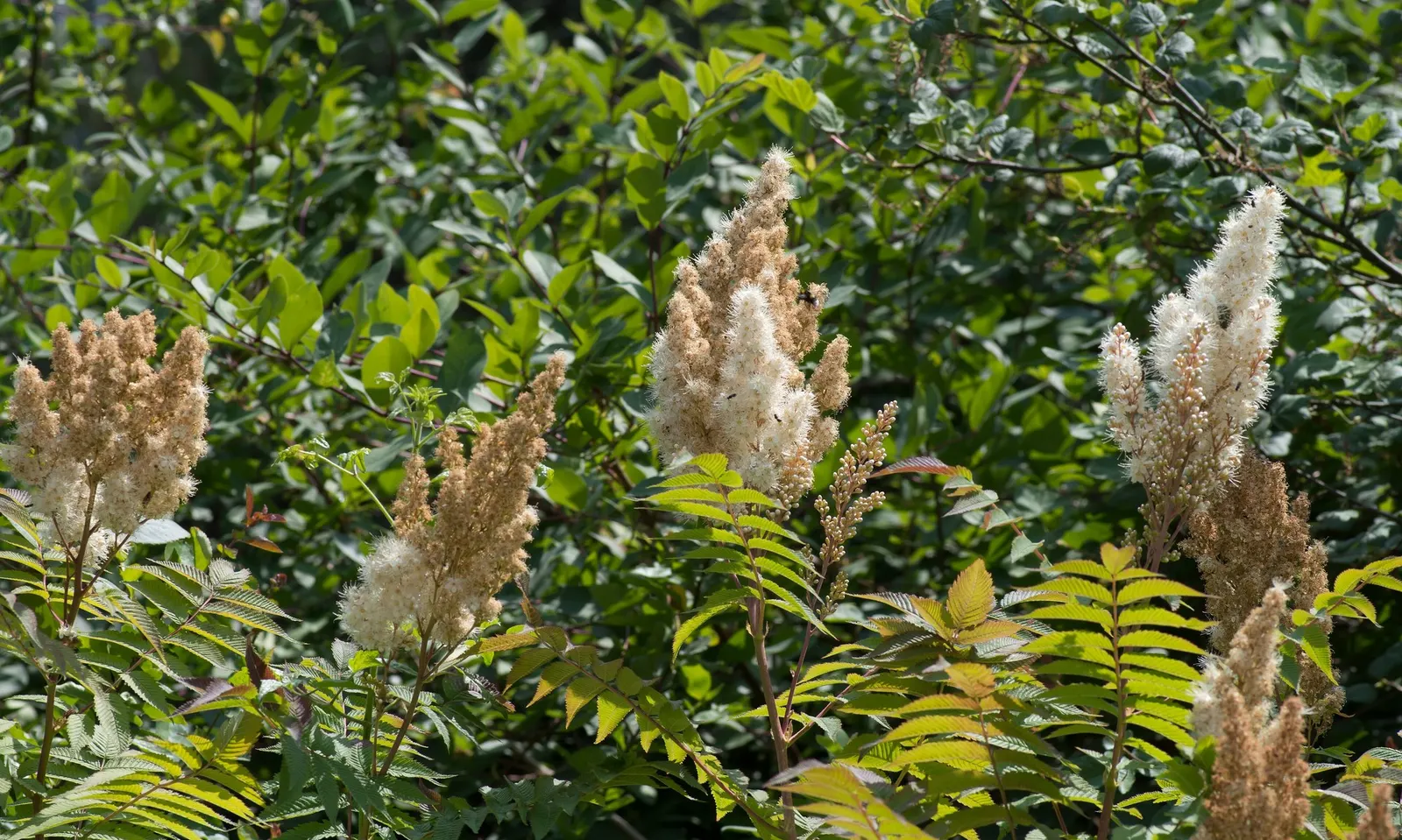 Sem False Spiraea (Sorbaria sorbifolia 'Sem') — panicle-like flower clusters that can reach up to 10 inches in length