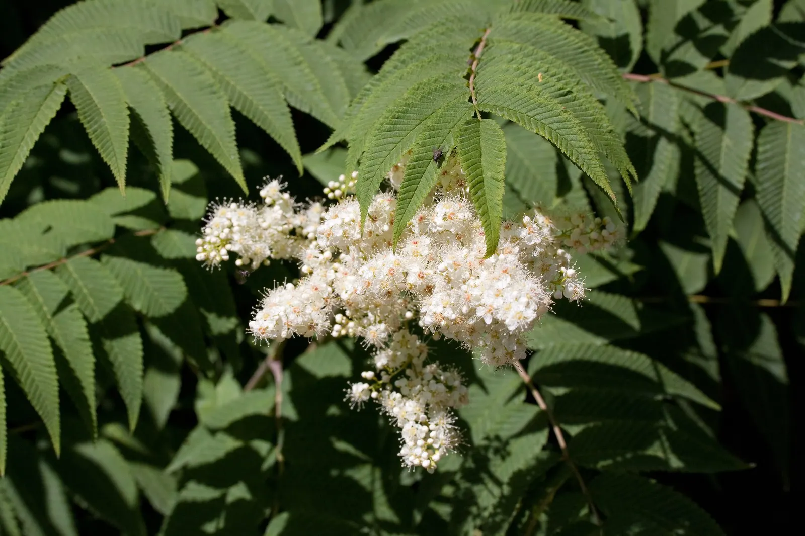 Sem False Spiraea (Sorbaria sorbifolia 'Sem') — Standing at a mature height of 3 to 4 feet with a similar spread of 3 to 4 feet