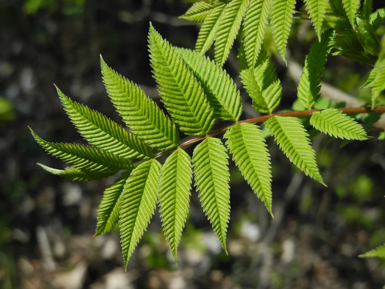 Sem False Spiraea (Sorbaria sorbifolia 'Sem') — the shrub produces abundant