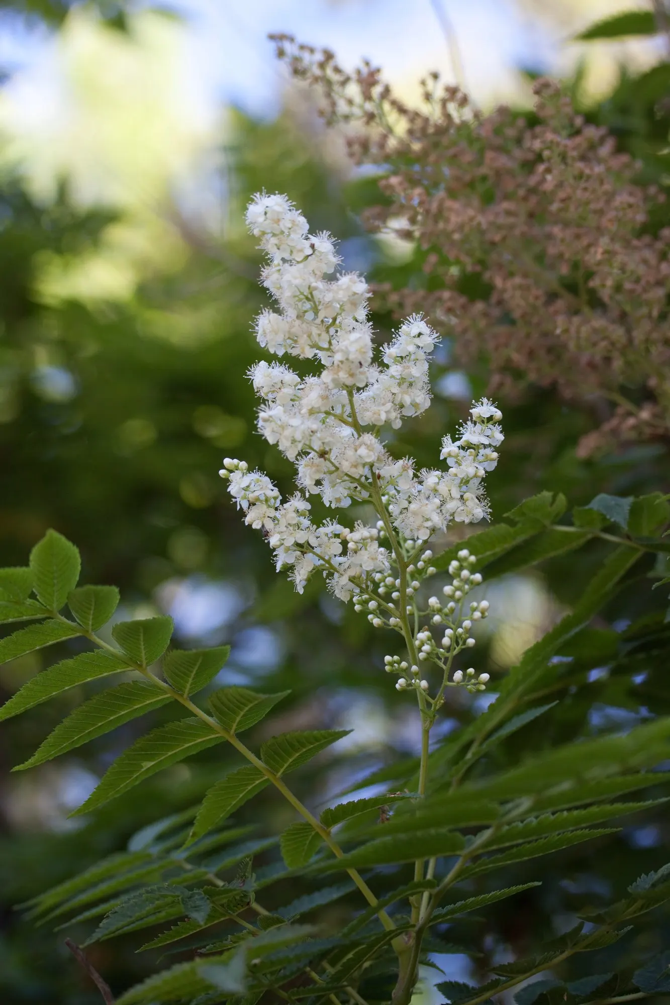 Sem False Spiraea (Sorbaria sorbifolia 'Sem') — transitioning to a bright green in summer