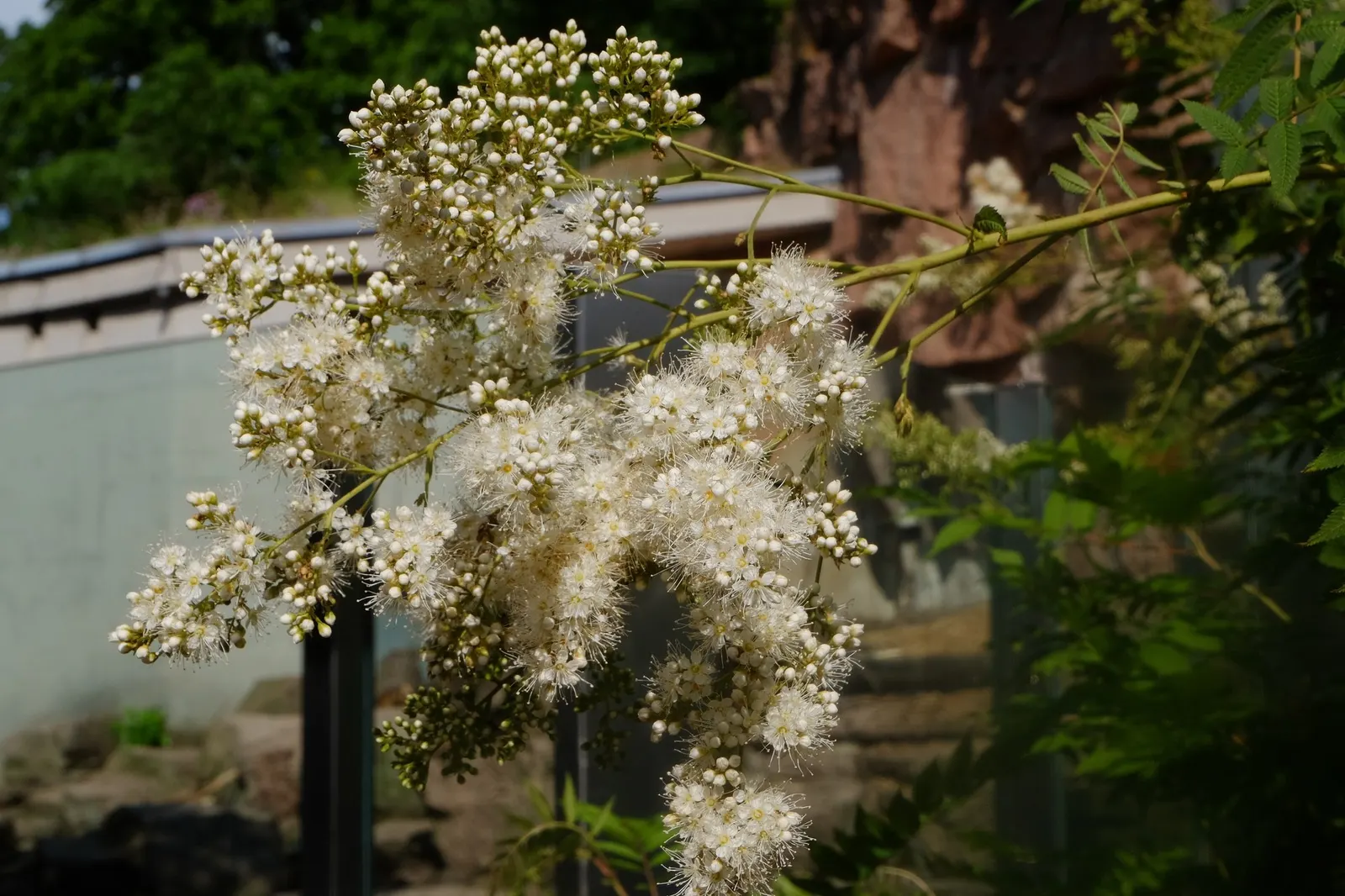 Sem False Spiraea (Sorbaria sorbifolia 'Sem') — making it an excellent choice for city landscapes.<br><br>The Sem False Spiraea is a low-maintenance option