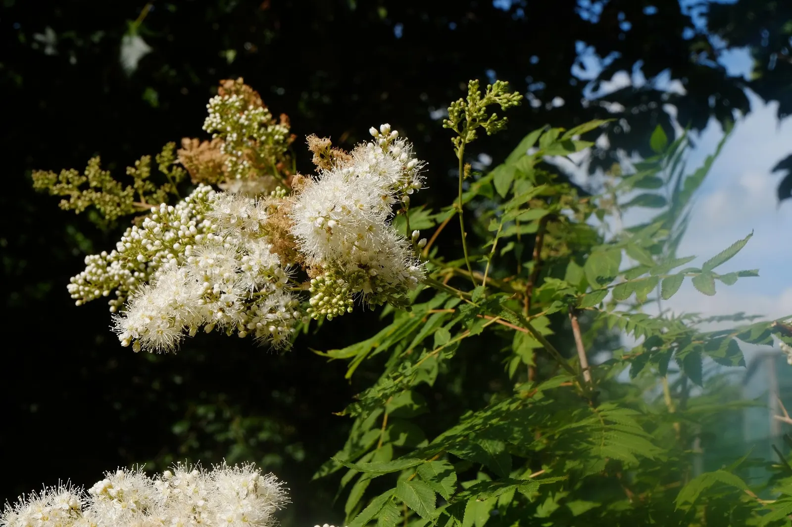 Sem False Spiraea (Sorbaria sorbifolia 'Sem') — and then shifting to vibrant oranges and yellows come autumn