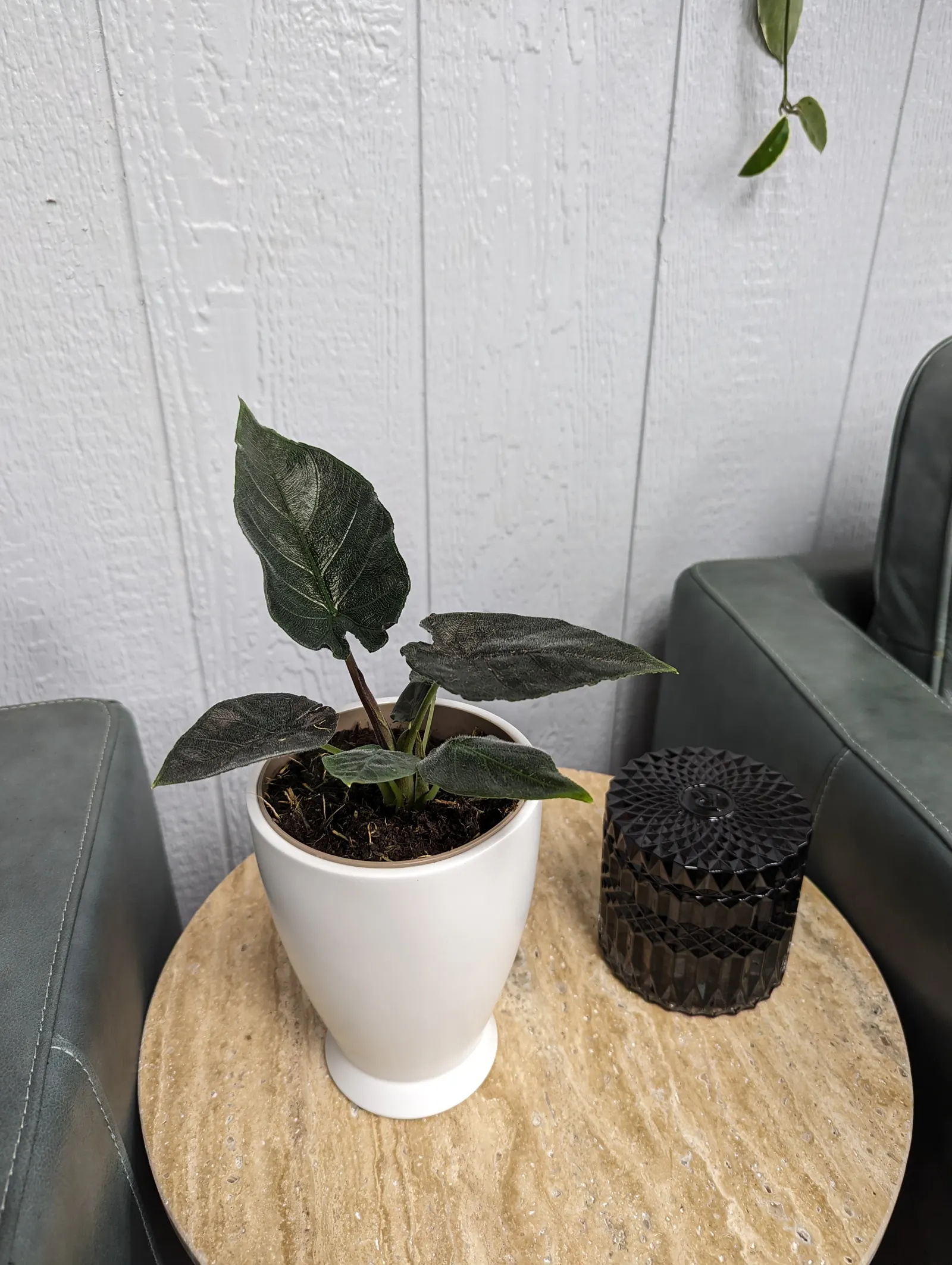 Into the Night™ Jewel Alocasia (Alocasia hybrid) — is a compact houseplant with velvety