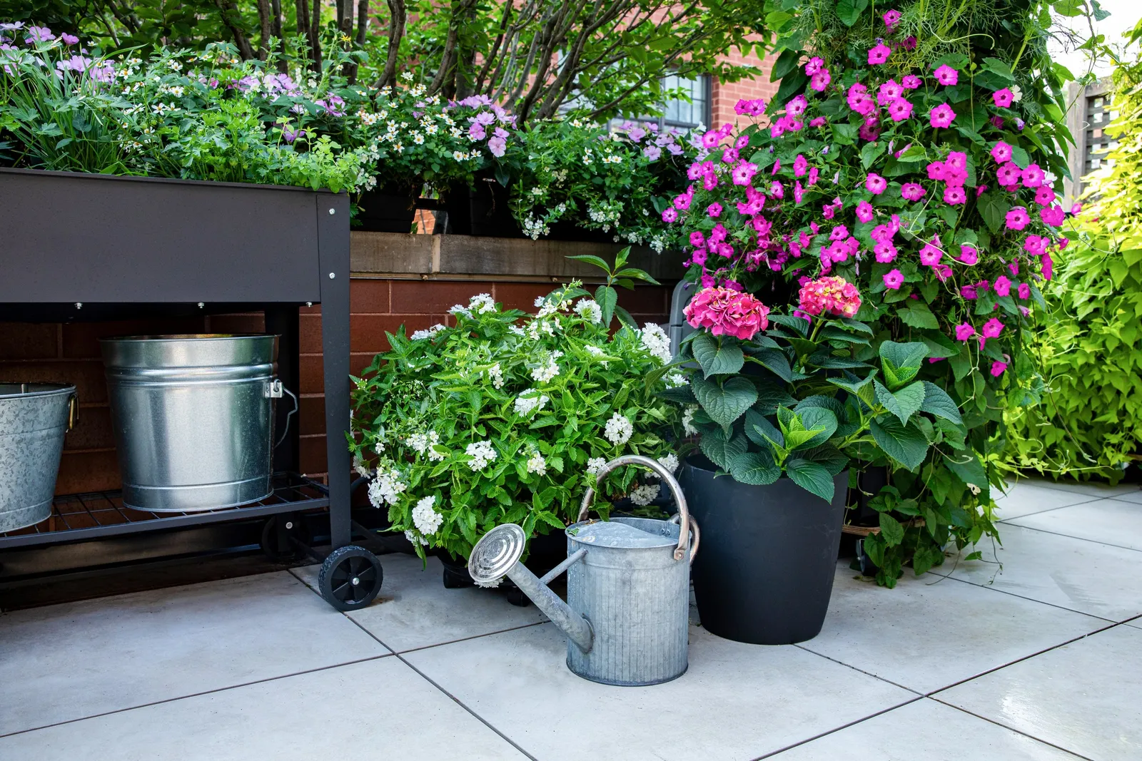 Marshmallow™ Bidens — it has the relaxed charm of a wildflower refined into a tidy garden form