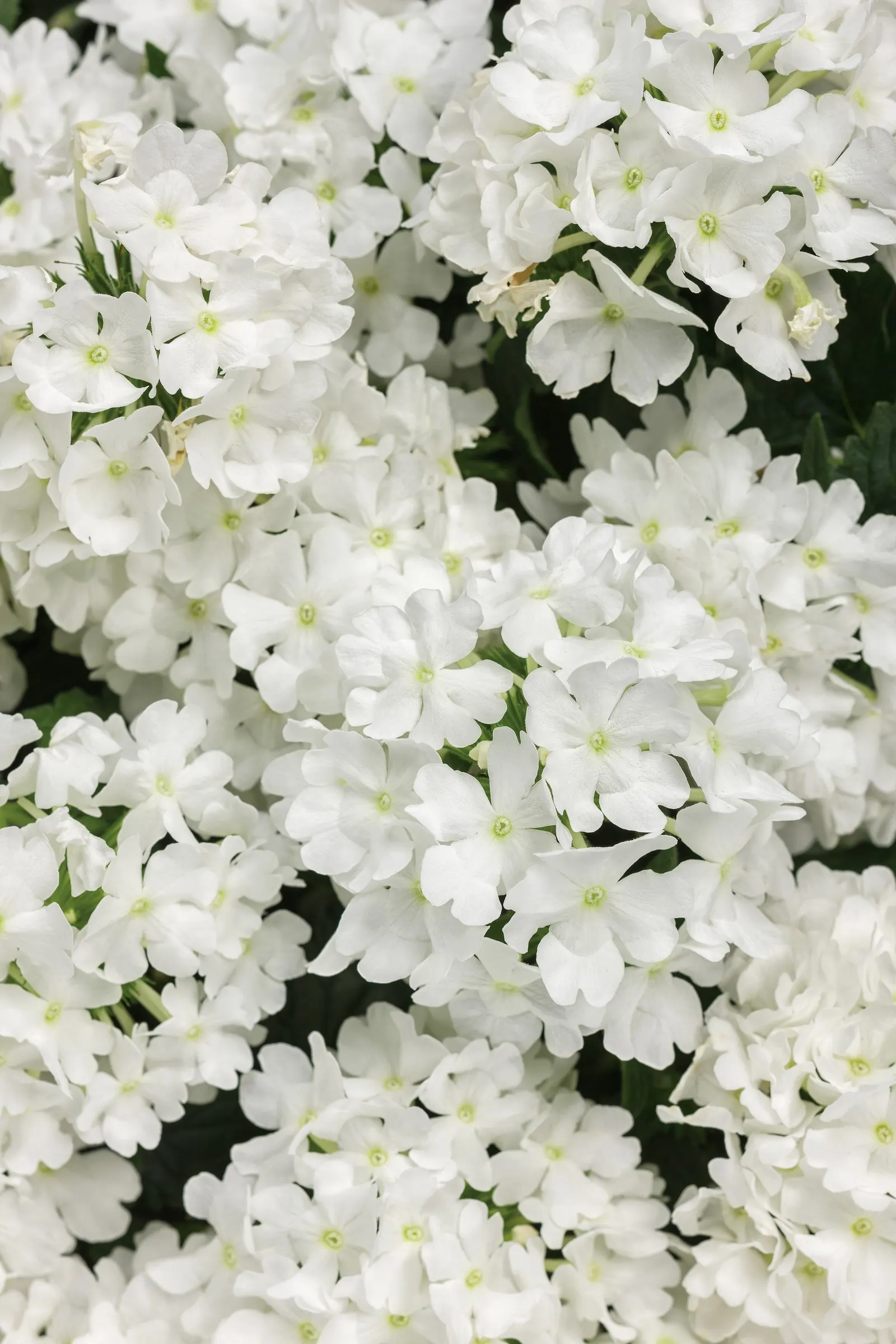 Whiteout™ Verbena — cloudlike effect from planting until hard frost; where its trailing stems cascade elegantly over edges and pair beautifully, image 66