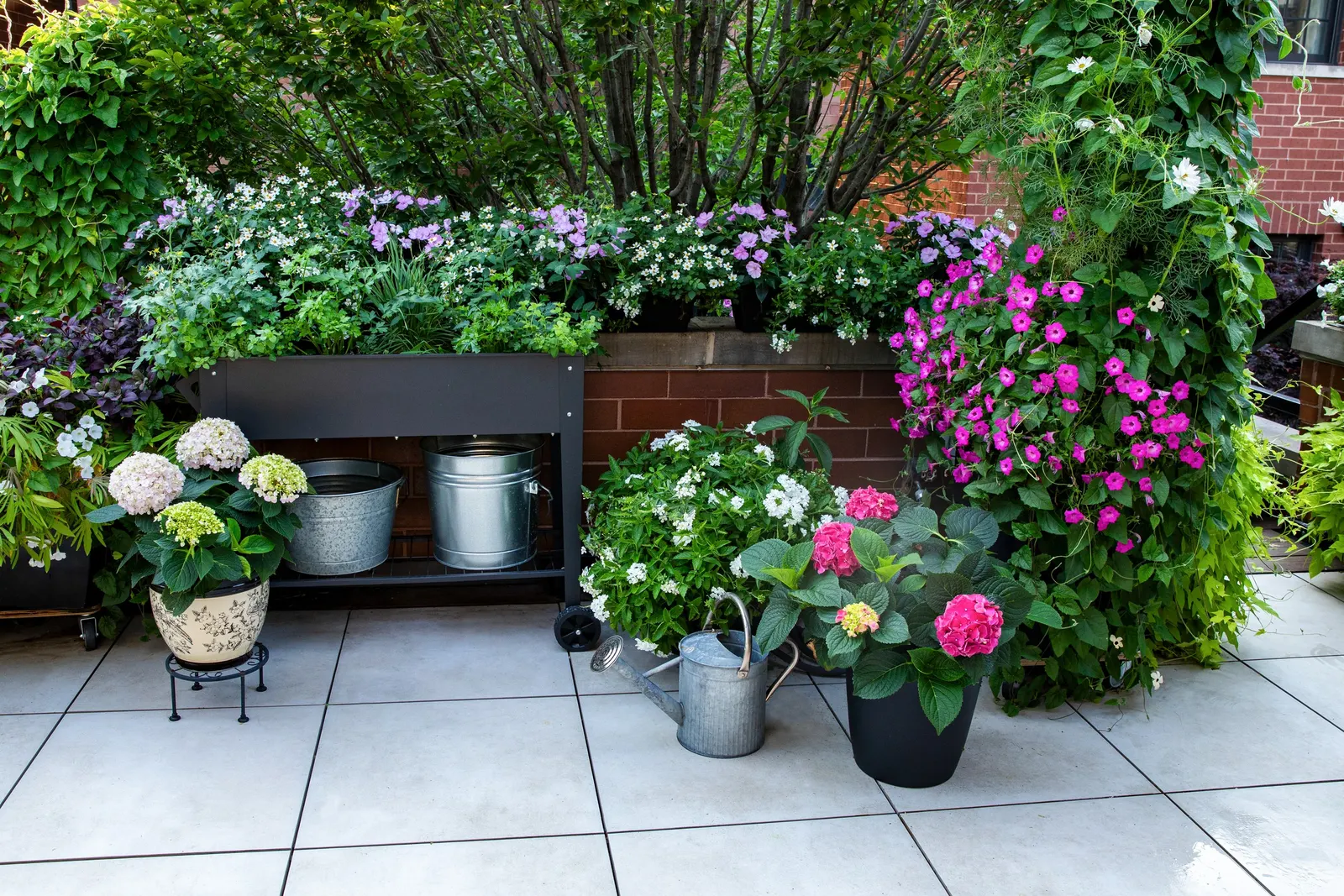 Marshmallow™ Bidens — luminous presence in summer plantings