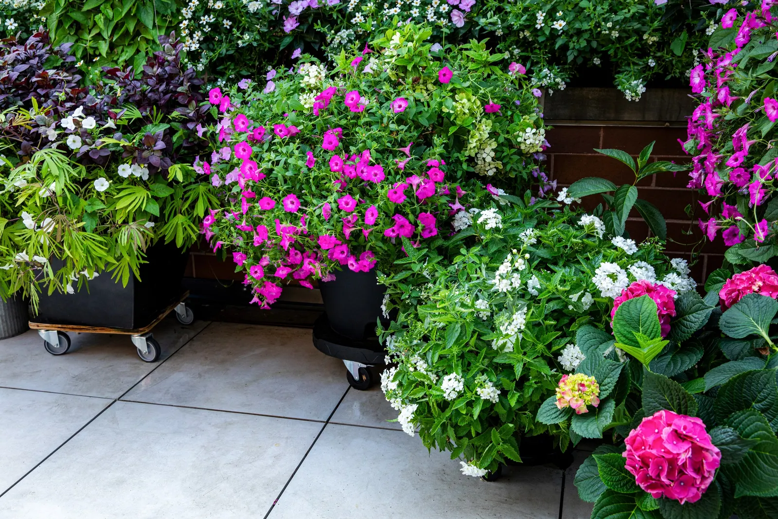 Marshmallow™ Bidens — is a mounded annual with pure white