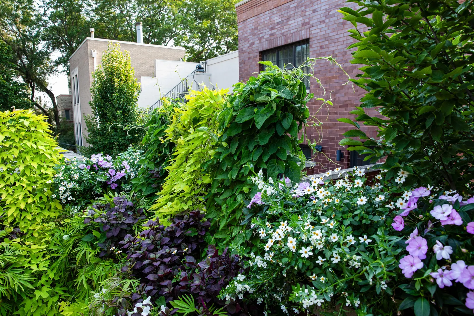 Marshmallow™ Bidens — Marshmallow™ Bidens forms a compact