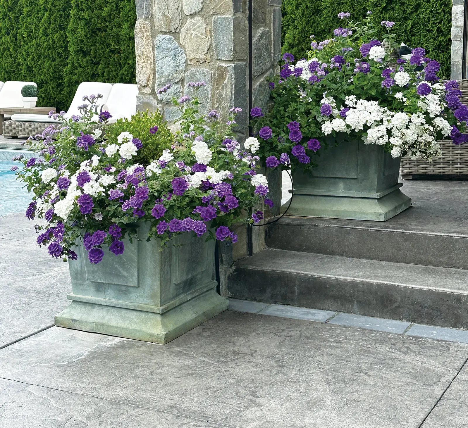 Cobalt™ Verbena — Hardy in USDA Zones 8a-11b