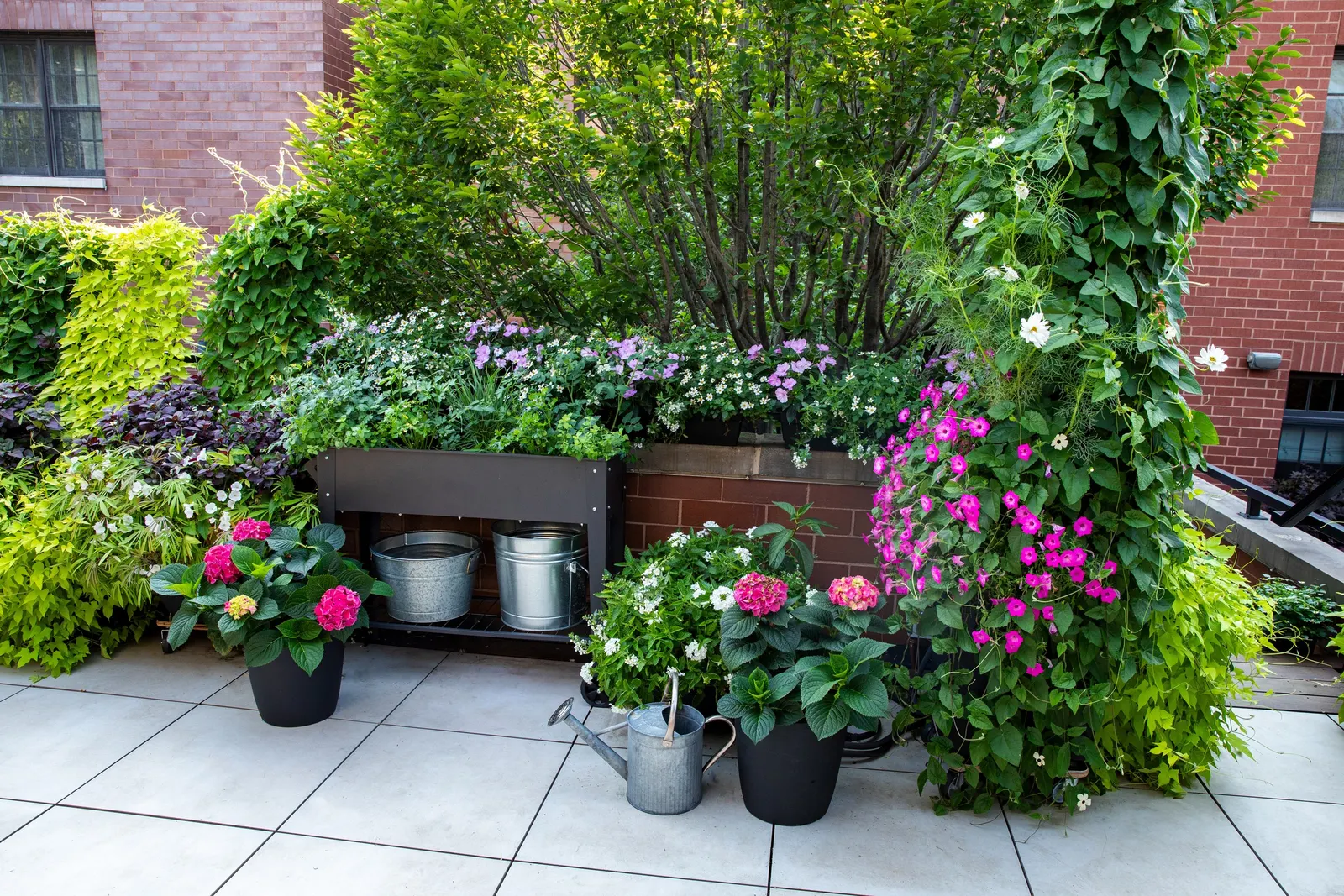 Marshmallow™ Bidens — where gardeners in warm regions