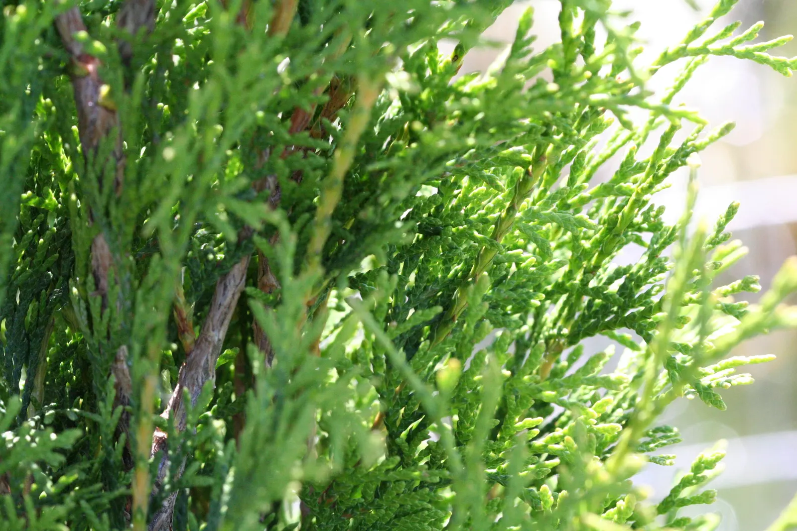 Arborvitae (Thuja Occidentalis) — Arborvitae, or Thuja occidentalis, is an evergreen conifer commonly used for privacy hedges