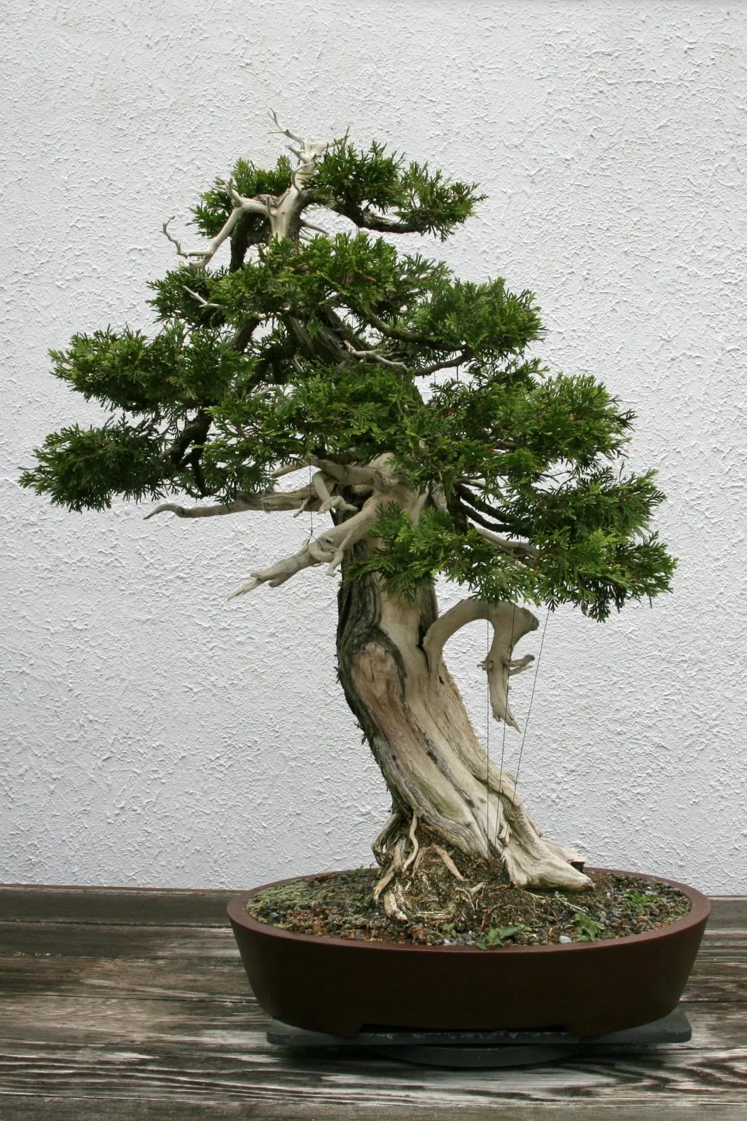 Arborvitae (Thuja Occidentalis) — is a coniferous tree from the Cupressaceae family
