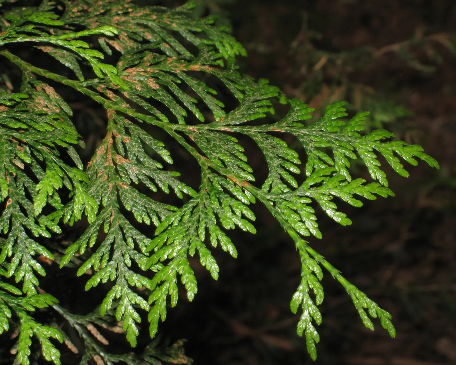 Arborvitae (Thuja Occidentalis) — this evergreen native to North America is sought after for its dense