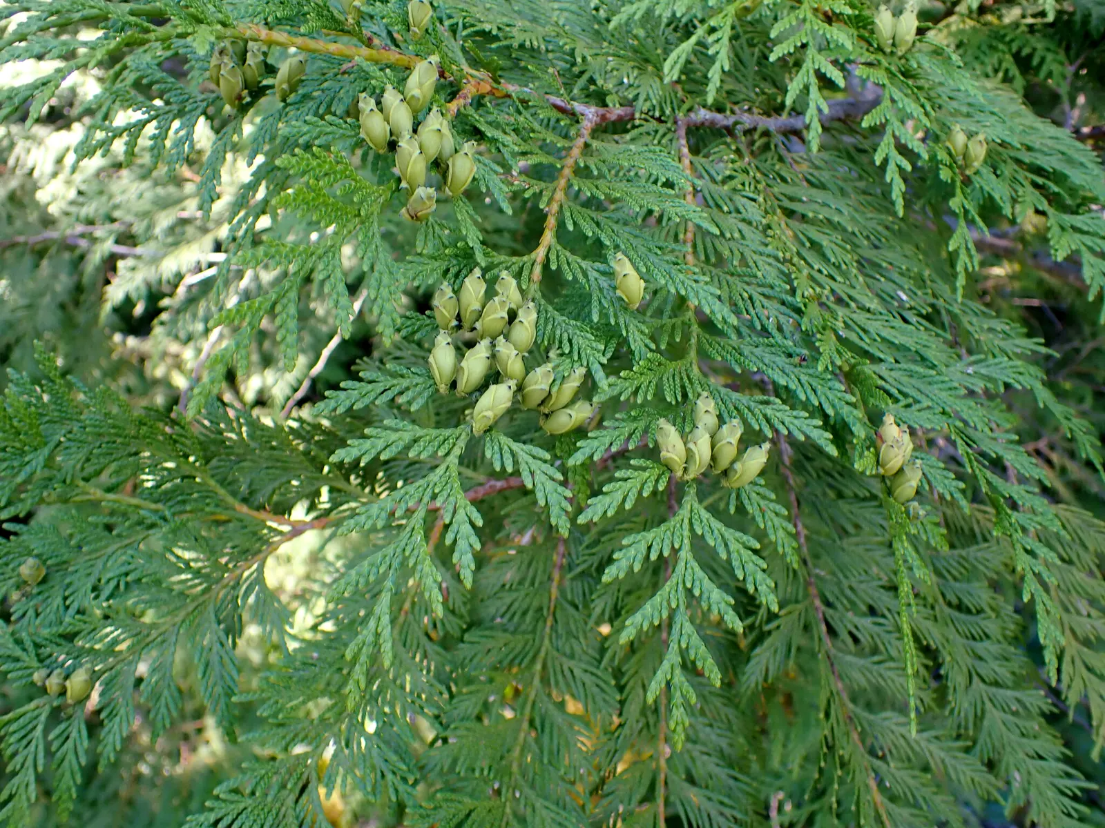 Arborvitae (Thuja Occidentalis) — Commonly referred to as northern white-cedar