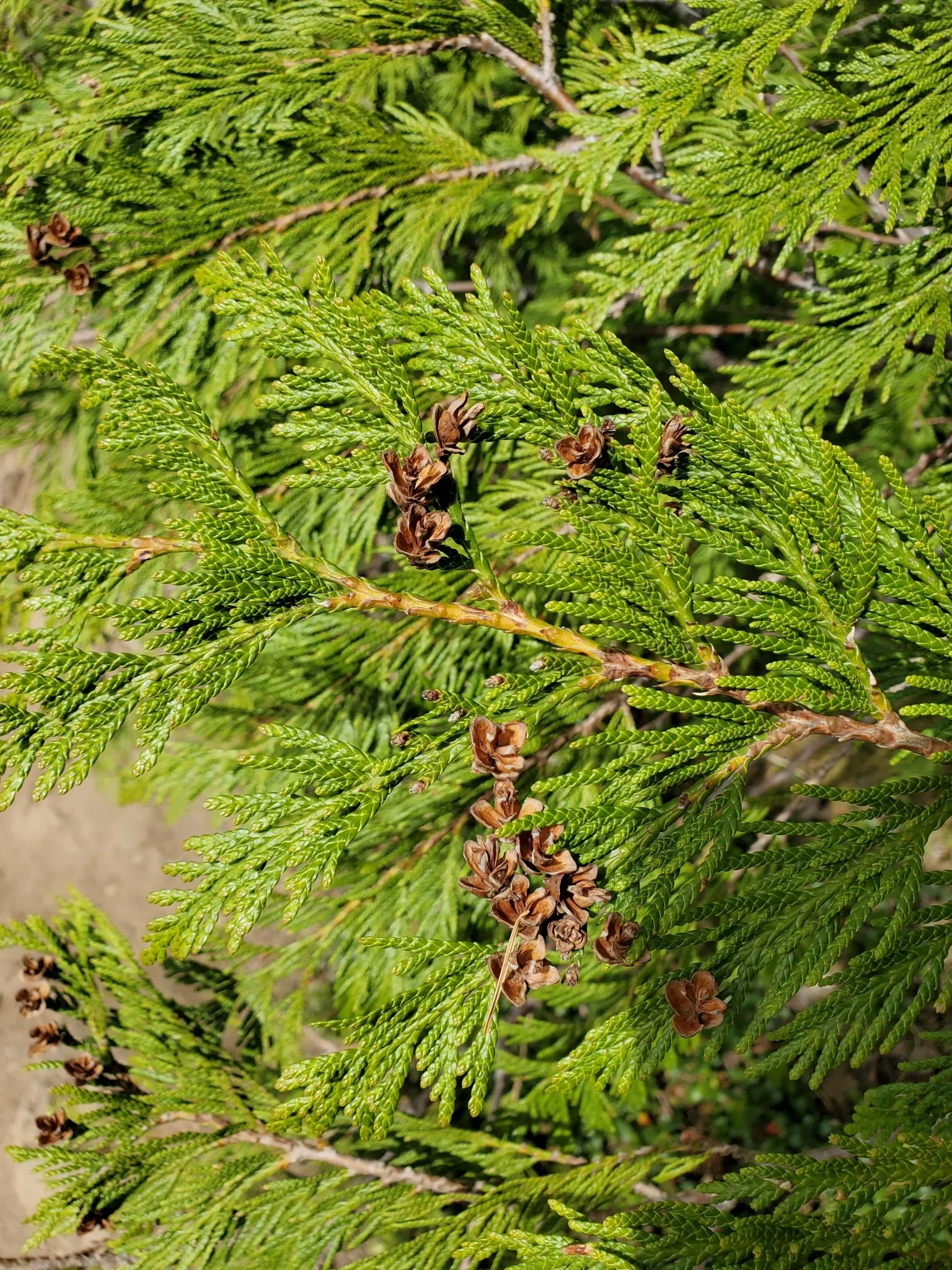 Arborvitae (Thuja Occidentalis) — highly prized for its versatile landscaping applications and year-round interest