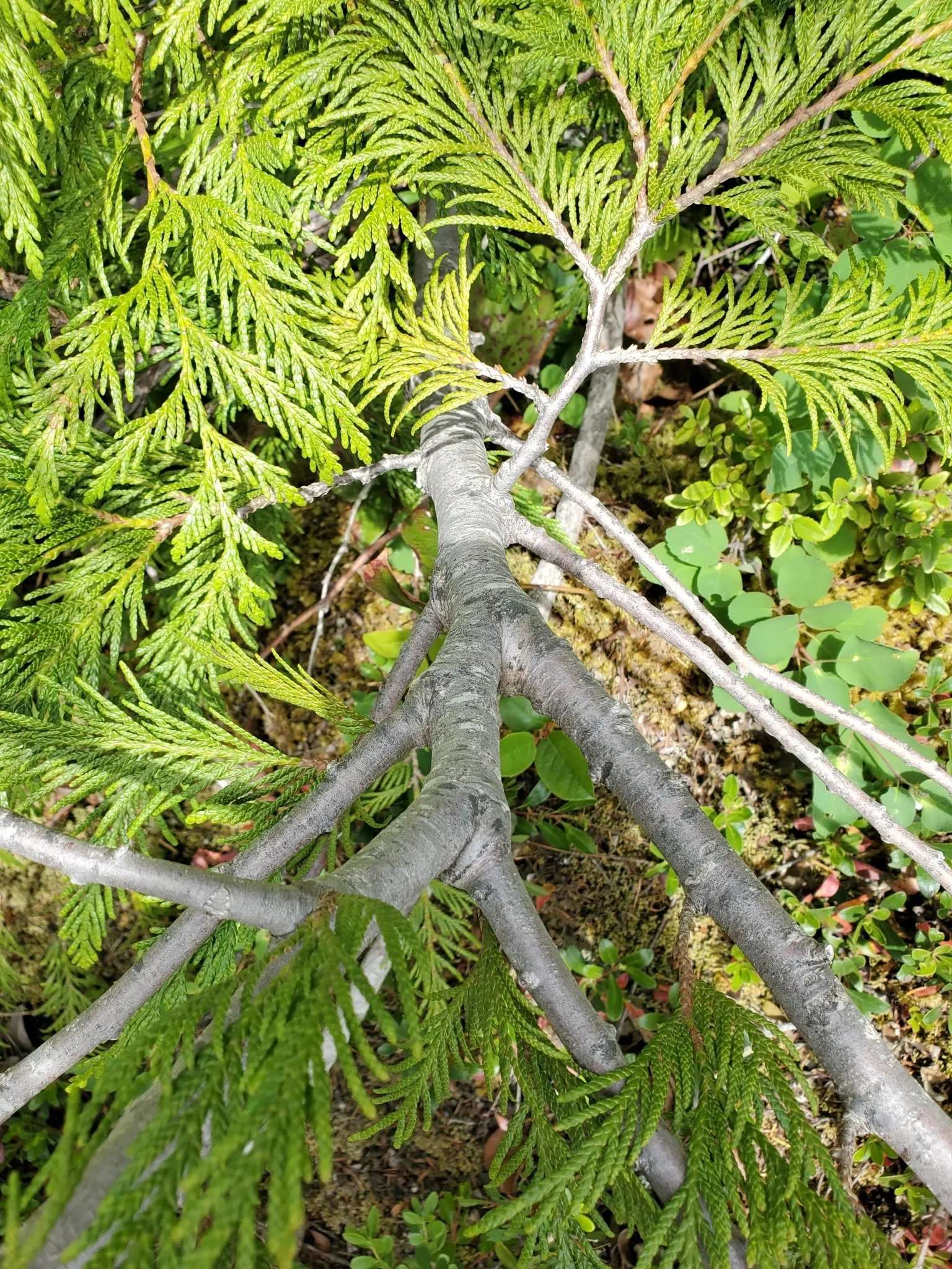 Arborvitae (Thuja Occidentalis) — scale-like foliage that typically maintains a lush green hue throughout the seasons