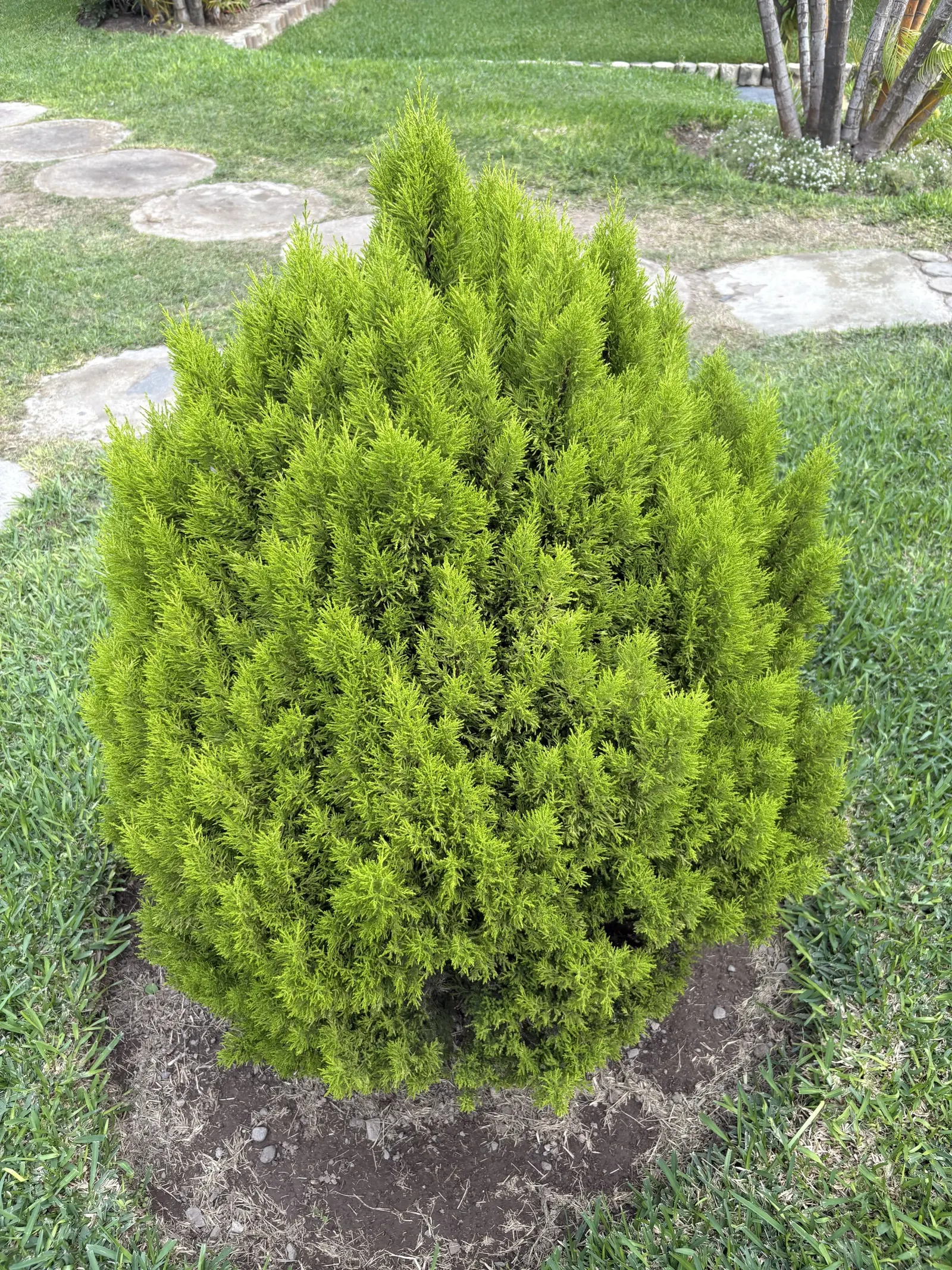 Arborvitae (Thuja Occidentalis) — This resilient tree boasts dense