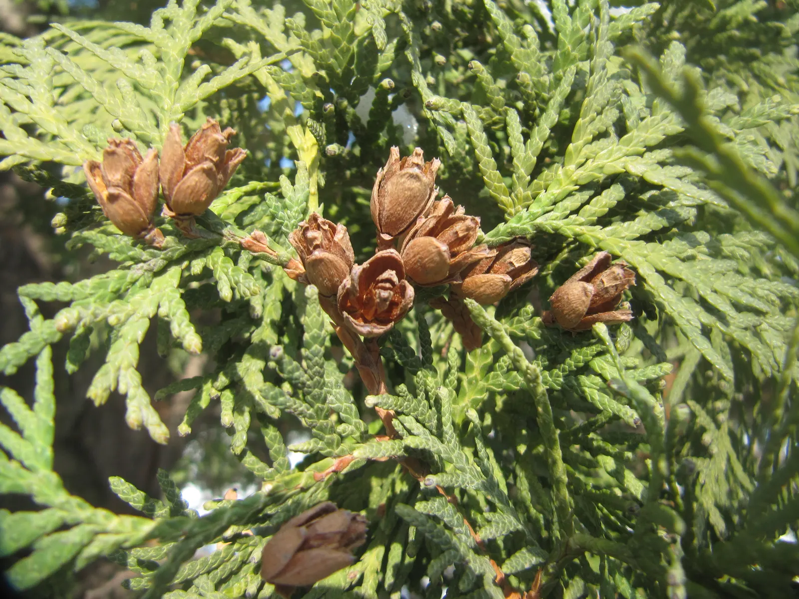 Arborvitae (Thuja Occidentalis) — Prefers full to partial sun, adapts to various soils, and requires minimal care once established