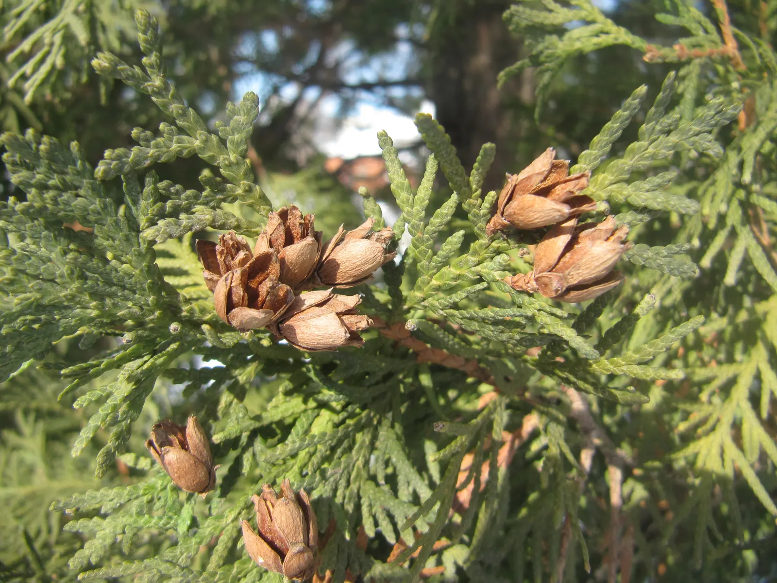 Arborvitae (Thuja Occidentalis) — scientifically known as Thuja occidentalis