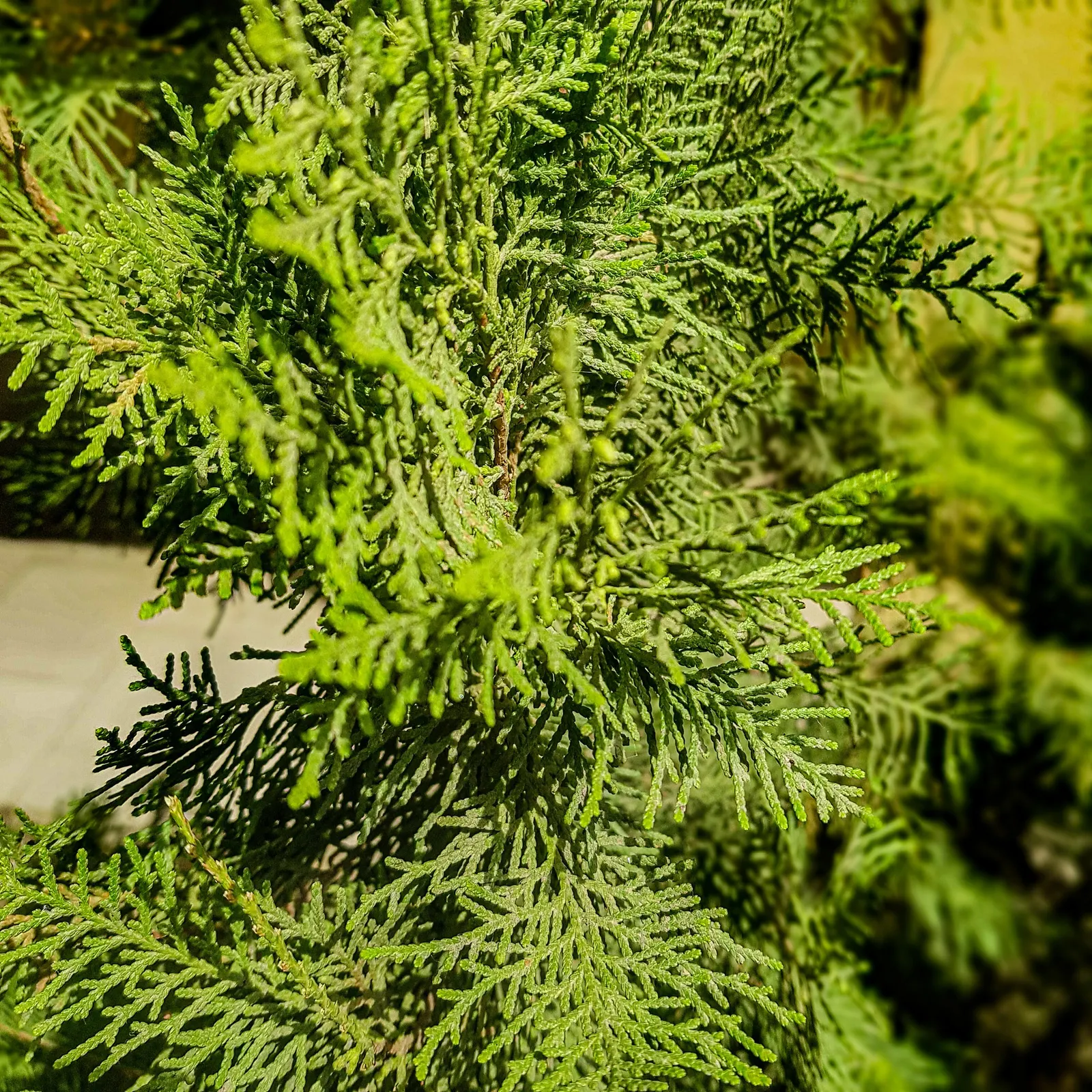 Arborvitae (Thuja Occidentalis) — and matures to 20-30 feet tall with a spread of 10-15 feet