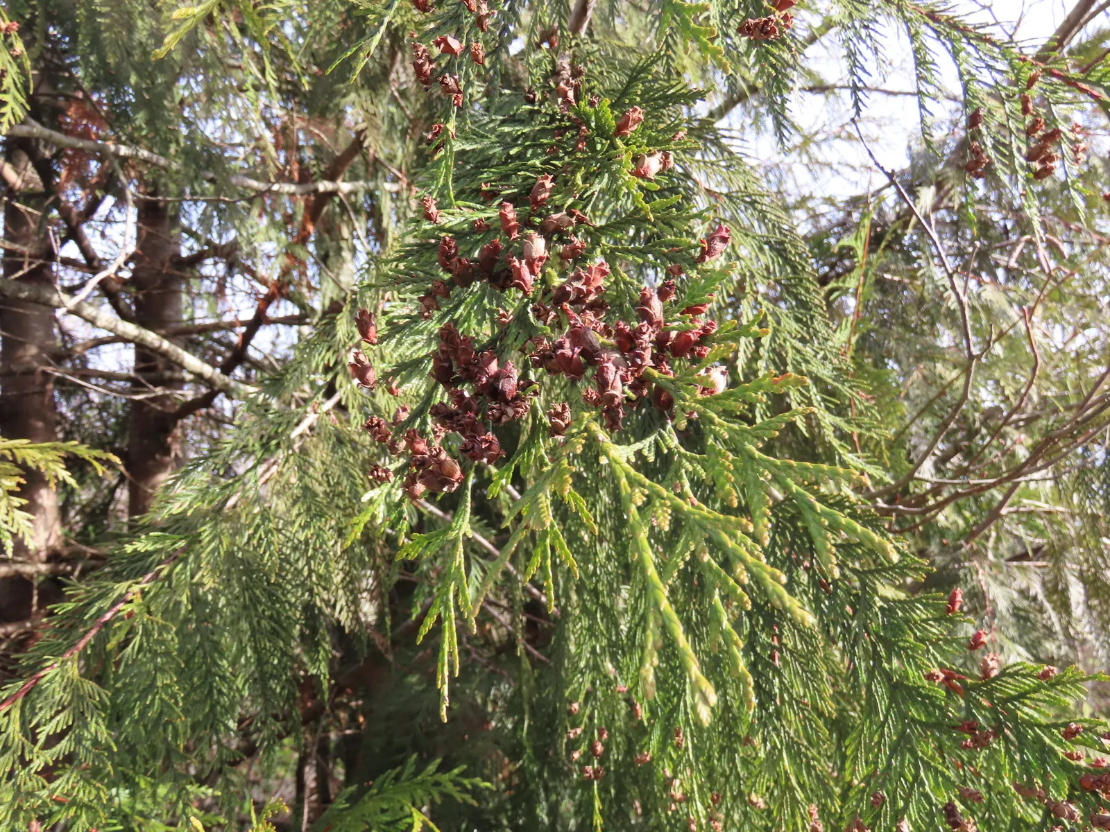 Arborvitae (Thuja Occidentalis) — with a spread of 10 to 15 feet