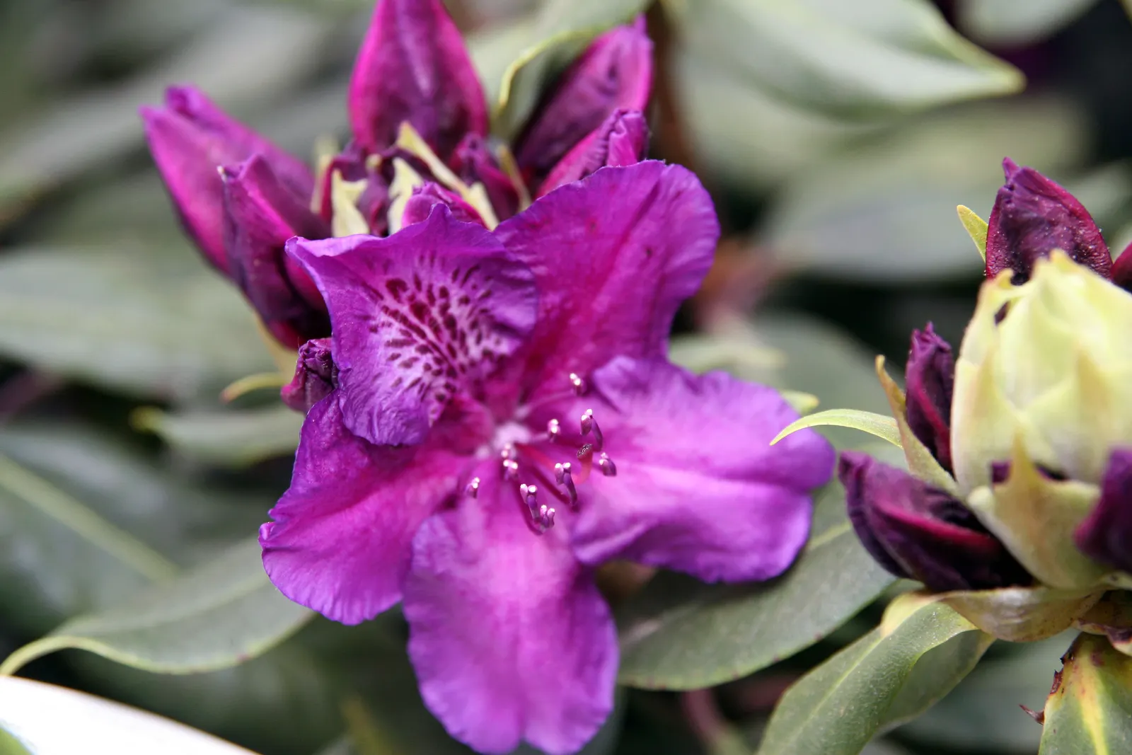 Edith Bosley Rhododendron (Rhododendron 'Edith Bosley') — Rhododendron 'Edith Bosley' is a striking evergreen shrub