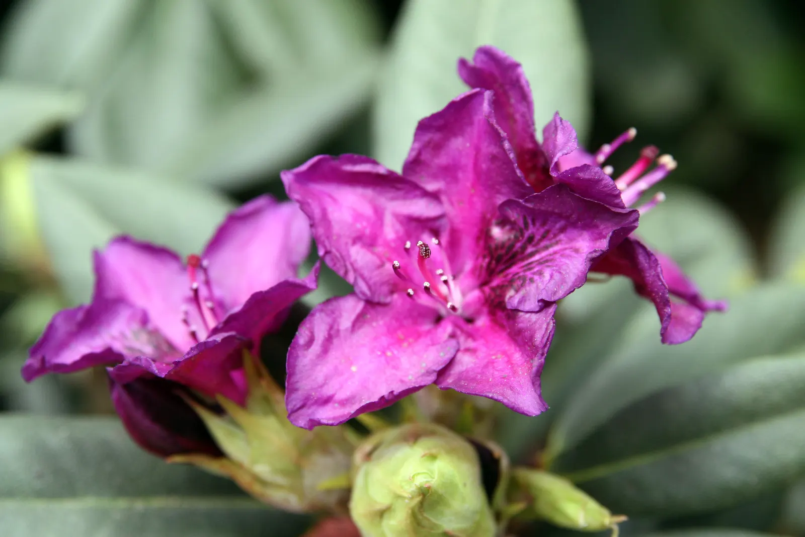 Edith Bosley Rhododendron (Rhododendron 'Edith Bosley') — It typically grows to a height and spread of 5 to 6 feet