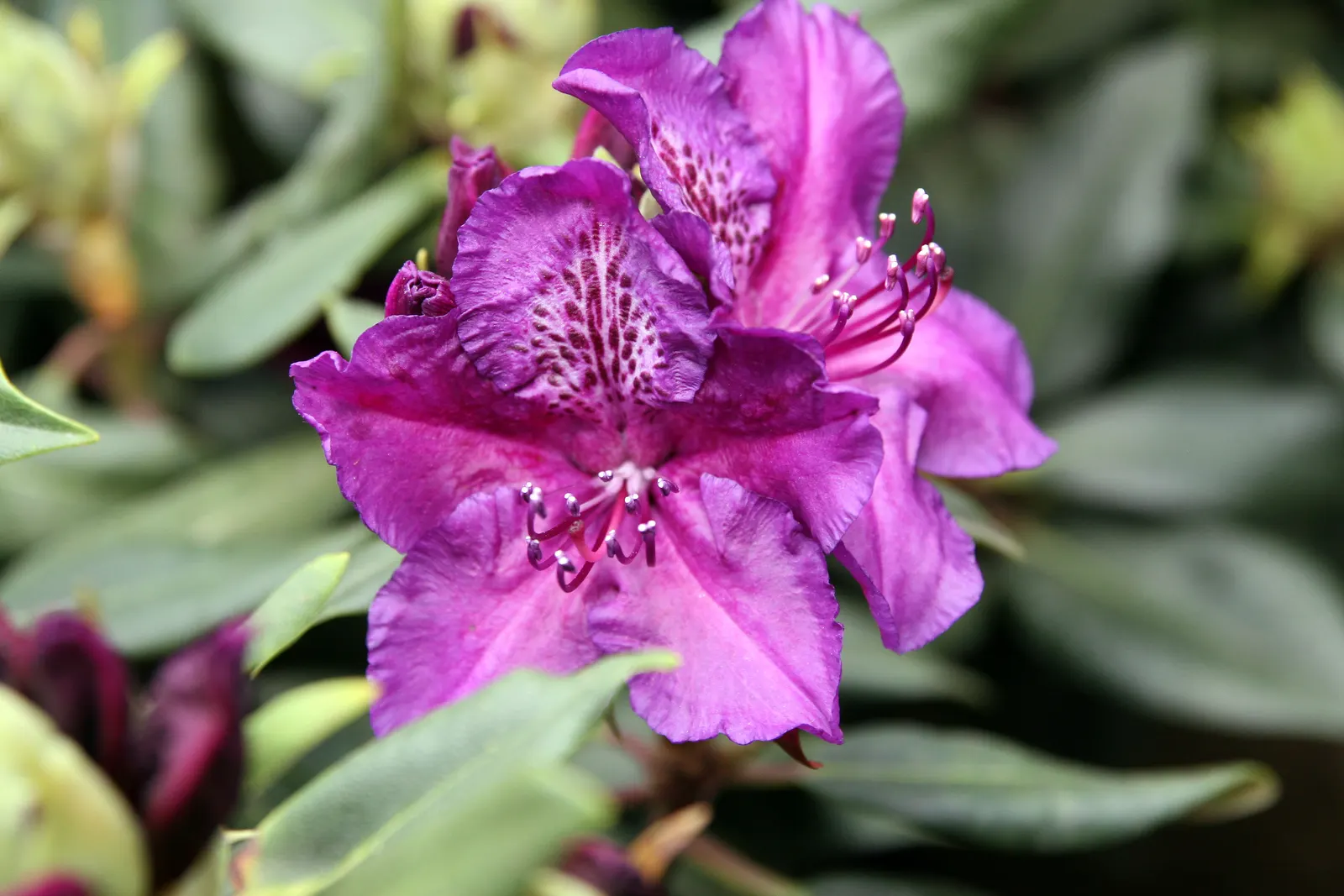 Edith Bosley Rhododendron (Rhododendron 'Edith Bosley') — featuring deep purple-blue flowers that bloom abundantly in spring