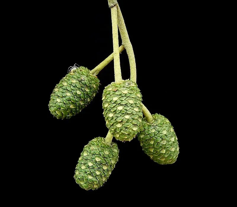 Italian Alder (Alnus Cordata) — conical fruits persisting into winter