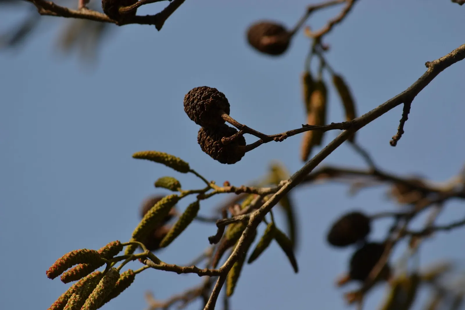 Italian Alder (Alnus Cordata) — Ideal for privacy screens and erosion control